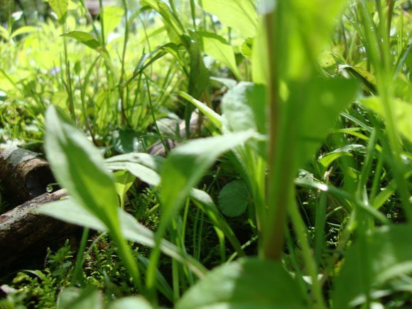 picture of Ohio Weeds taken by 6 year old