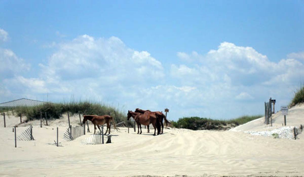 Wild Horse Adventures Tours #OBX #OuterBanks