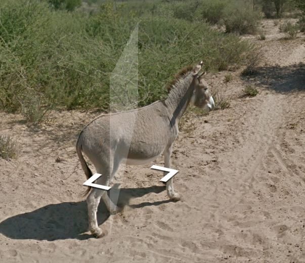 Donkey on Google Maps