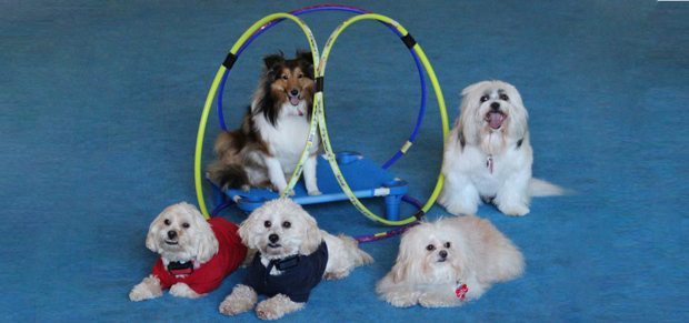 Dog Training in Cleveland Akron with Sit Means Sit