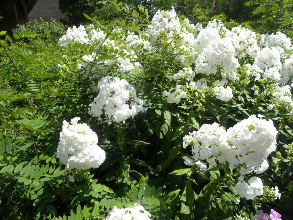holden flowers