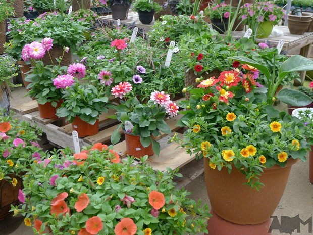 springtimeflowersnortonohio (8)