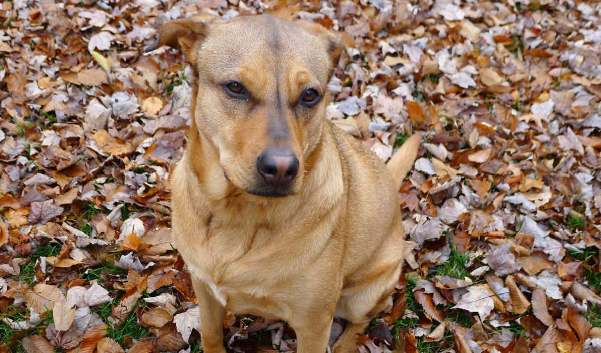 Healthy Paws Pet Insurance