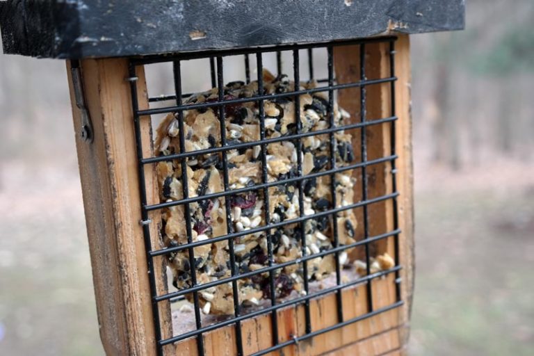DIY Bird Suet Recipe Made with ChickfilA Containers Akron Ohio Moms