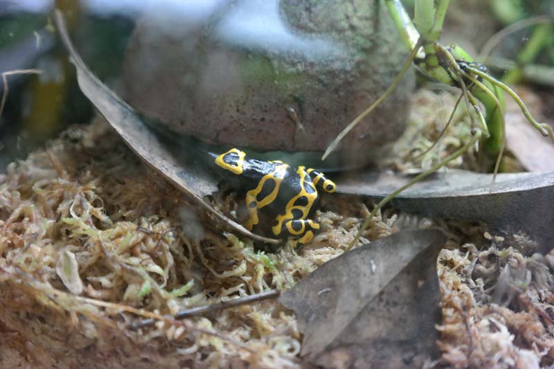 Poison Dart Frog
