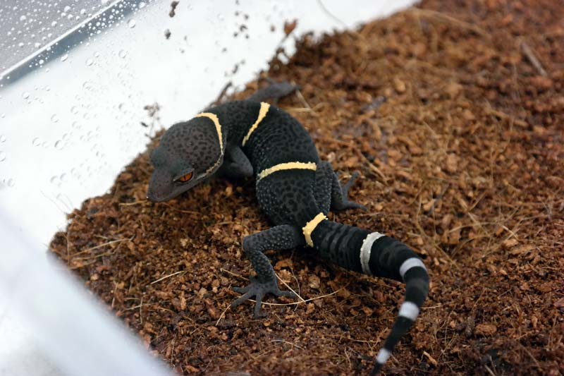 Chinese Cave Gecko at Josh's Frogs