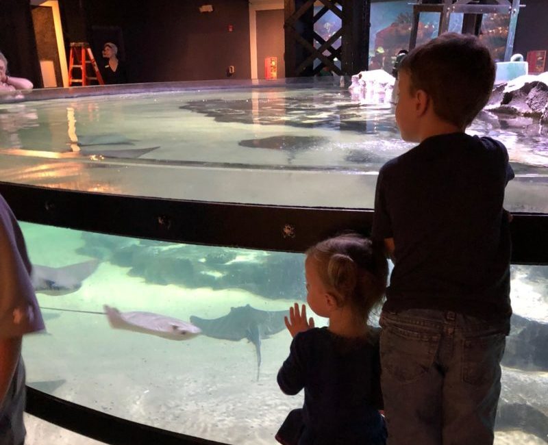 Spend Rainy Days At The Greater Cleveland Aquarium Akron Ohio Moms