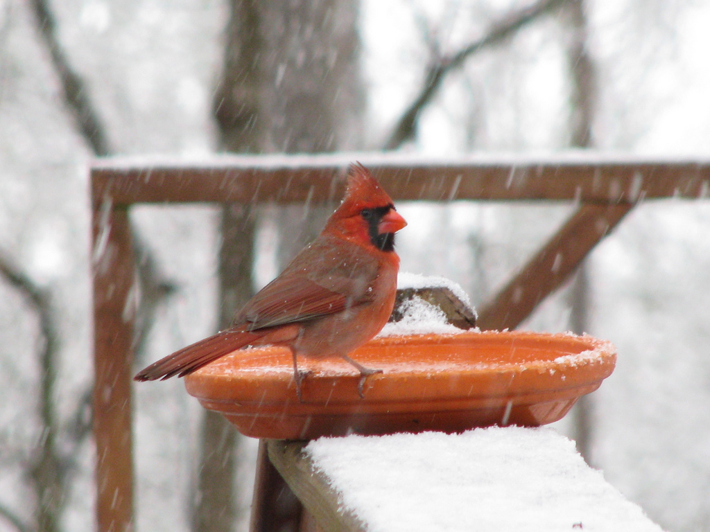 Weekend Activity Set Up a Winter Bird Bath Akron Ohio Moms