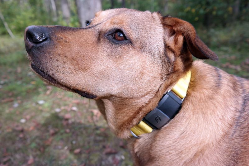 The GPS Dog Collar Your Dog Needs Akron Ohio Moms