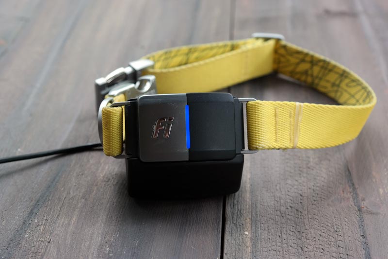 The GPS Dog Collar Your Dog Needs Akron Ohio Moms