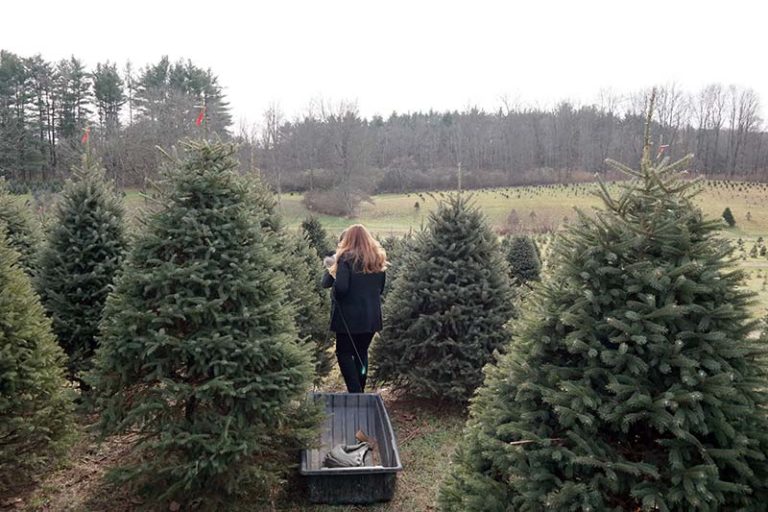 Experience Heritage Christmas Tree Farm in Peninsula Akron Ohio Moms