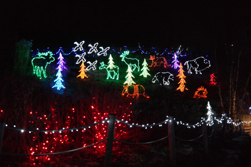 Make Wild Lights at the Akron Zoo a Christmas Tradition Akron Ohio Moms