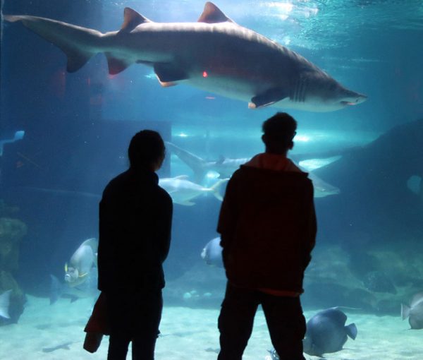 Greater Cleveland Aquarium Valentine's Day Weekend Activities Akron