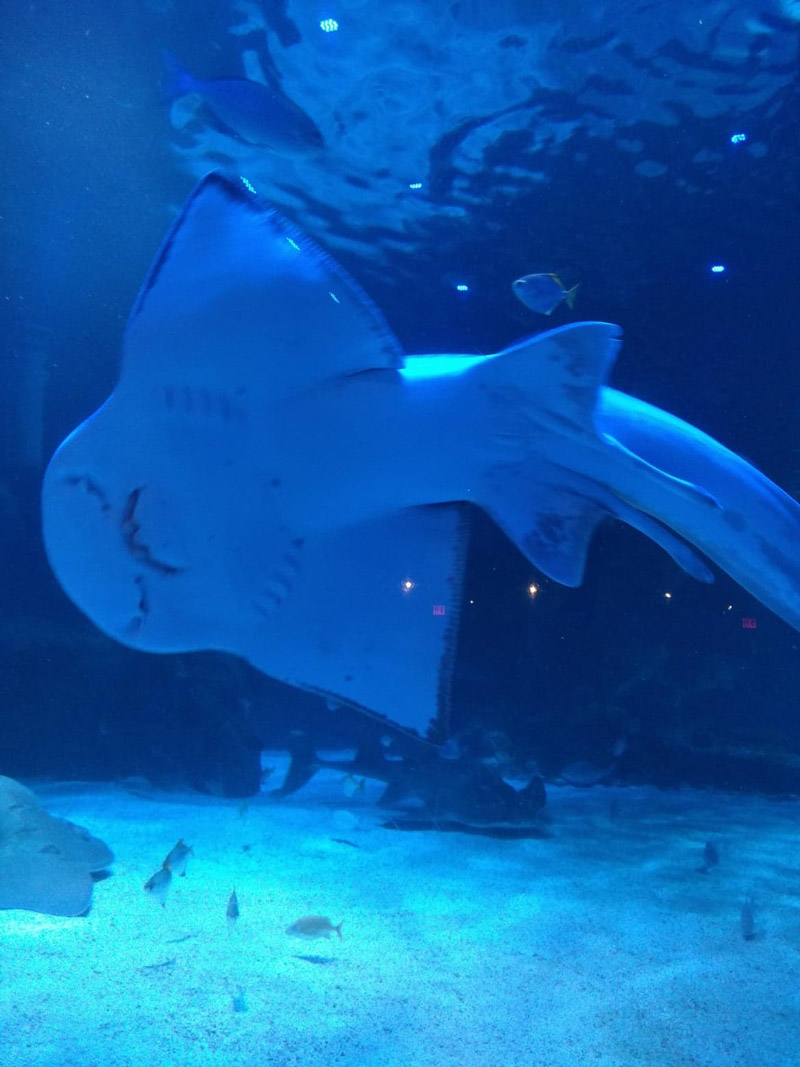 Over the Ohio River to Newport Aquarium! Akron Ohio Moms