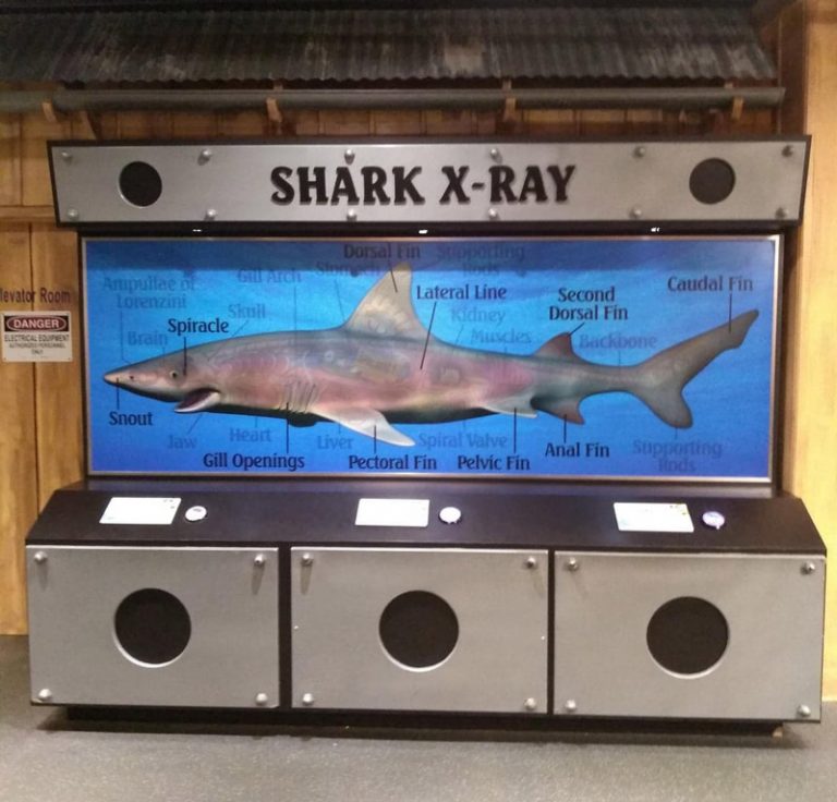 Over the Ohio River to Newport Aquarium! Akron Ohio Moms