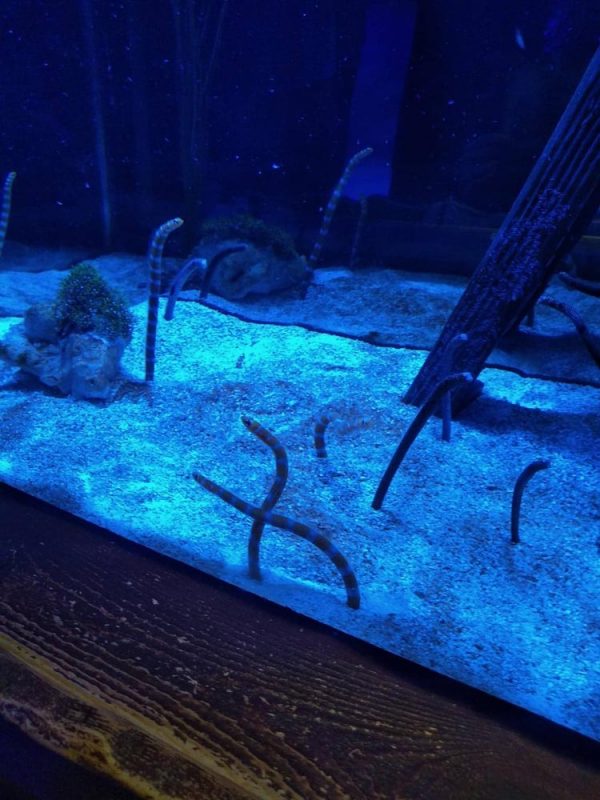 Over the Ohio River to Newport Aquarium! Akron Ohio Moms