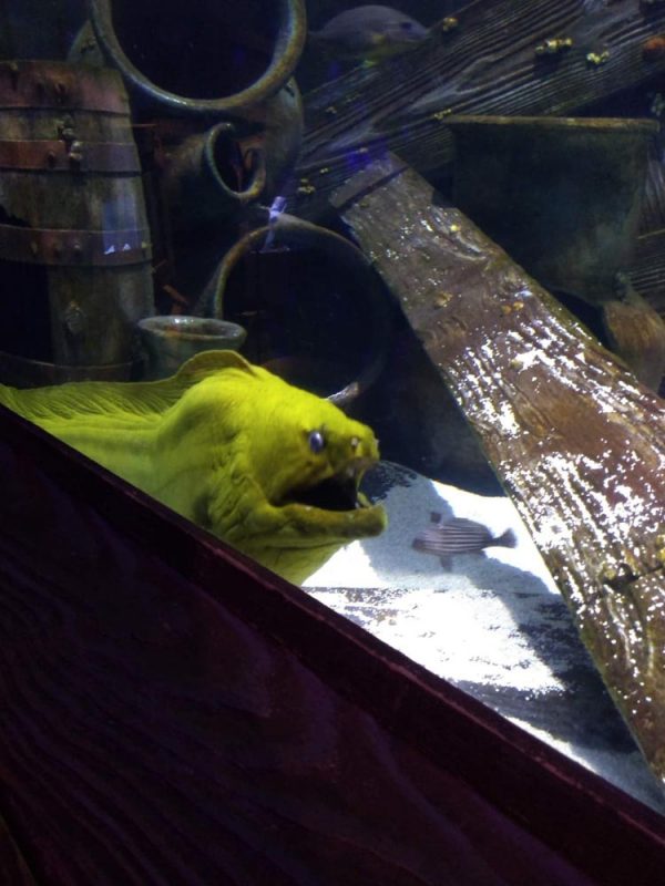 Over the Ohio River to Newport Aquarium! Akron Ohio Moms