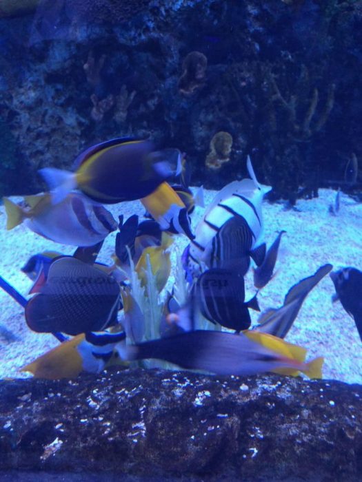 Over the Ohio River to Newport Aquarium! Akron Ohio Moms