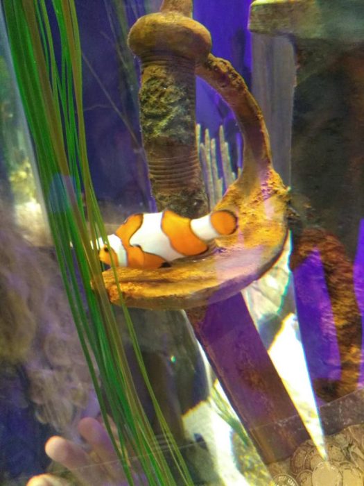 Over the Ohio River to Newport Aquarium! Akron Ohio Moms