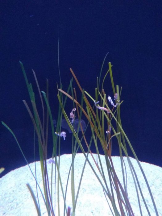 Over the Ohio River to Newport Aquarium! Akron Ohio Moms