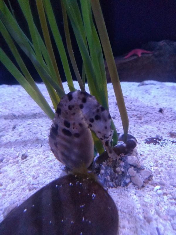 Over the Ohio River to Newport Aquarium! Akron Ohio Moms