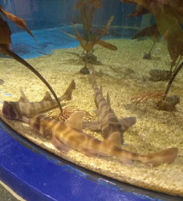 Over the Ohio River to Newport Aquarium! Akron Ohio Moms