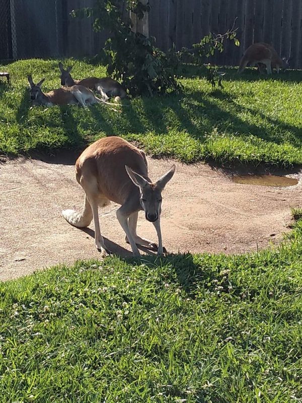 Ark Encounter Review: Life-size Noah's Ark - Akron Ohio Moms