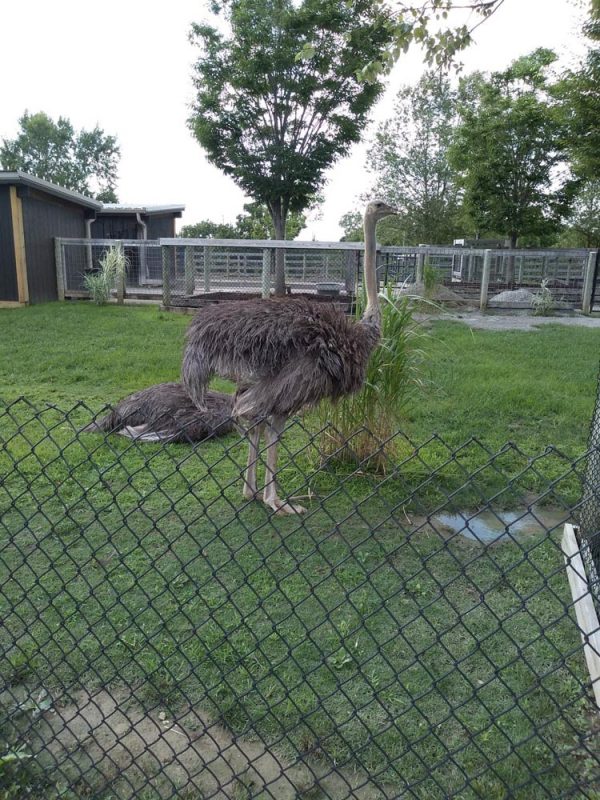Ark Encounter Review: Life-size Noah's Ark - Akron Ohio Moms