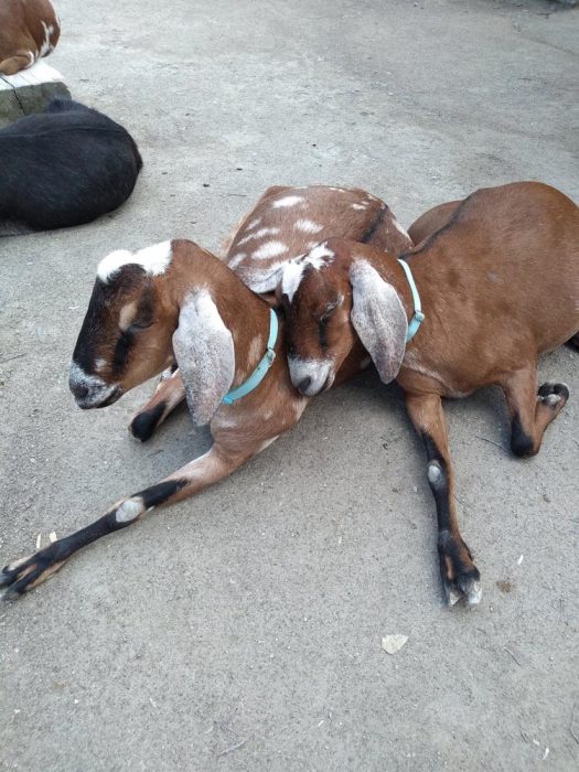 Ark Encounter Review: Life-size Noah's Ark - Akron Ohio Moms