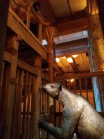Ark Encounter Review: Life-size Noah's Ark - Akron Ohio Moms