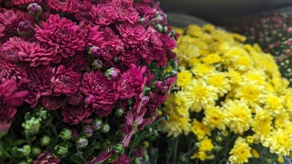 When to Plant Mums in Ohio: Beautifying Your Home for Fall - Akron Ohio ...
