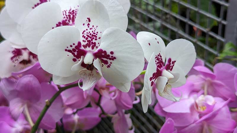 Orchids at the Cleveland Botanical Garden