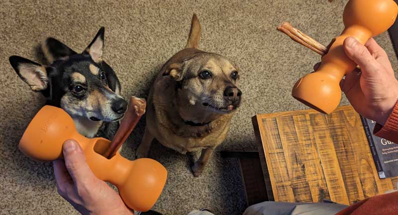best bully stick bow wow review safe dog bully sticks review