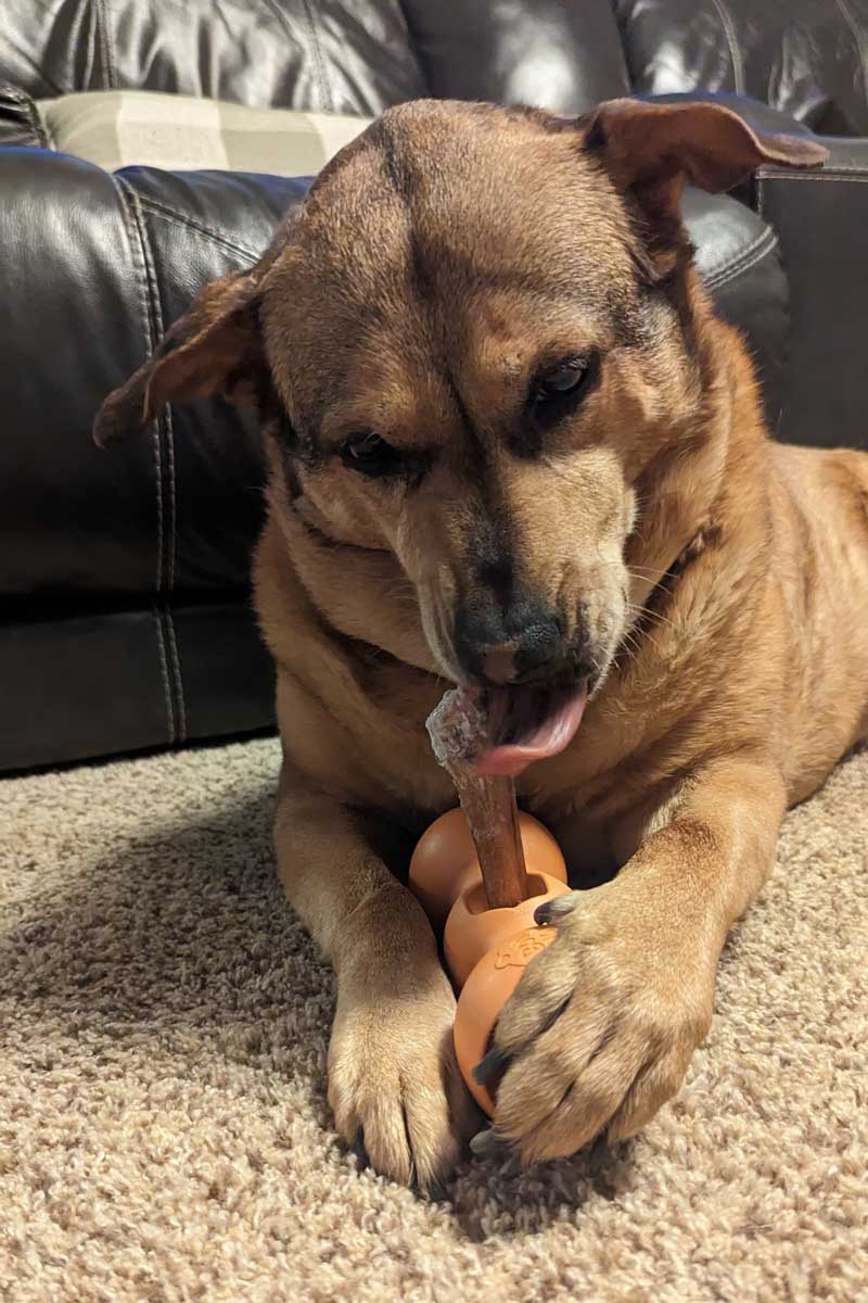 Are Odor Free Bully Sticks Good for Dogs With Sensitive Stomachs?