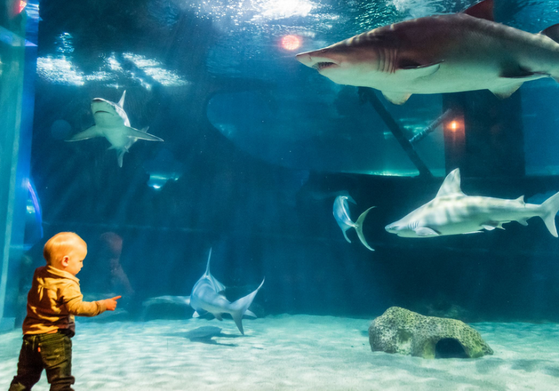 fin fest cleveland aquarium