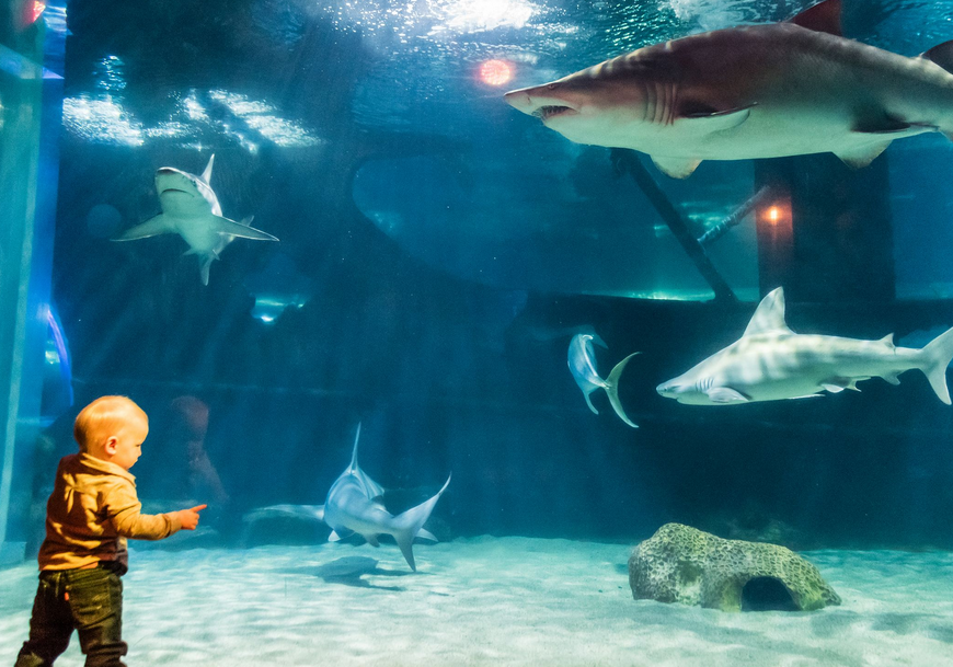 Dive into Fin Fest at the Greater Cleveland Aquarium Akron Ohio Moms