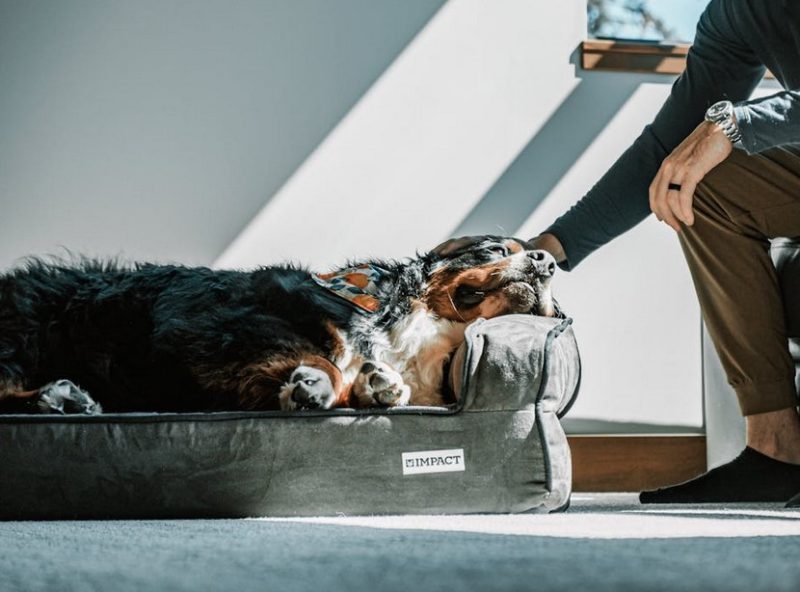 Essential Tips for Buying a Durable Dog Bed
