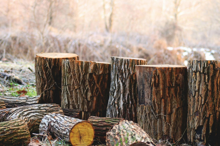 pile of brown tree logs outdoors