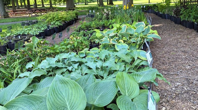 stan hywet plant sale 2025