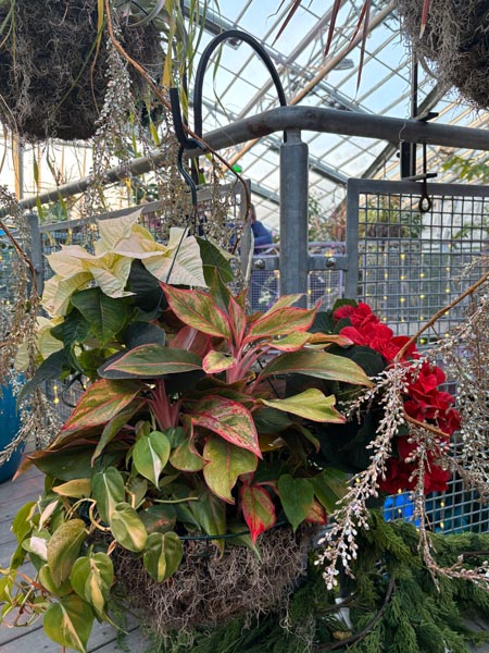 botanicalさま Anthurium 'Swampmannii Long' x ('A. 'Rotundatum X' x A. 'Doc Block