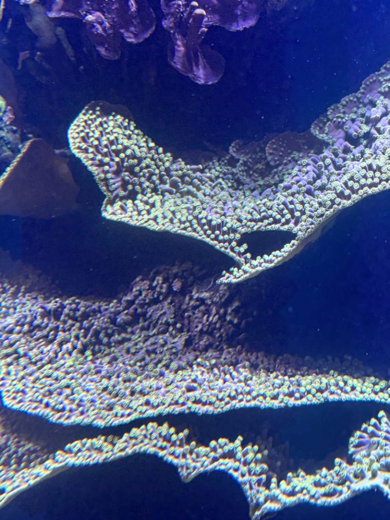 Close-up of vibrant purple and green plating coral, perfect for home saltwater aquarium inspiration.