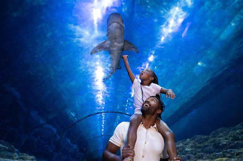 family at All-New Shark Encounter at SeaWorld San Diego