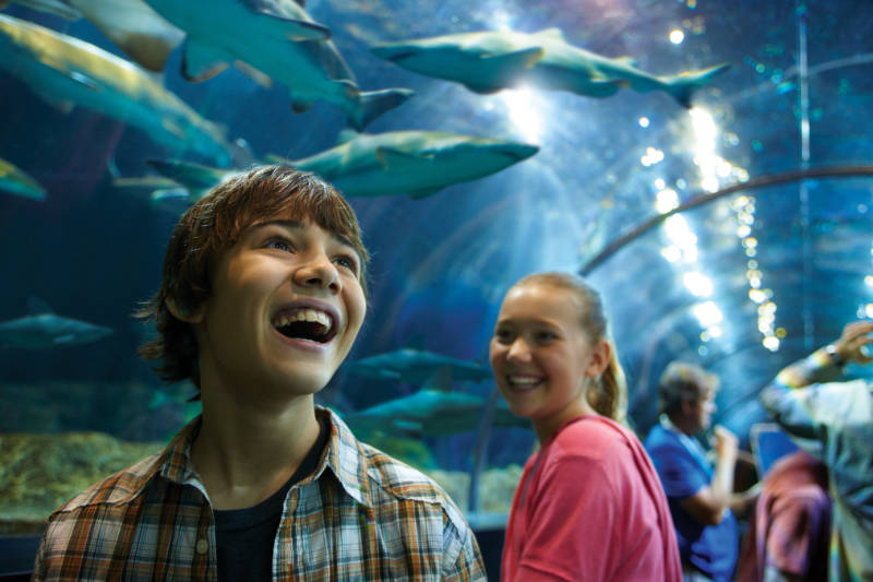 All-New Shark Encounter at SeaWorld San Diego