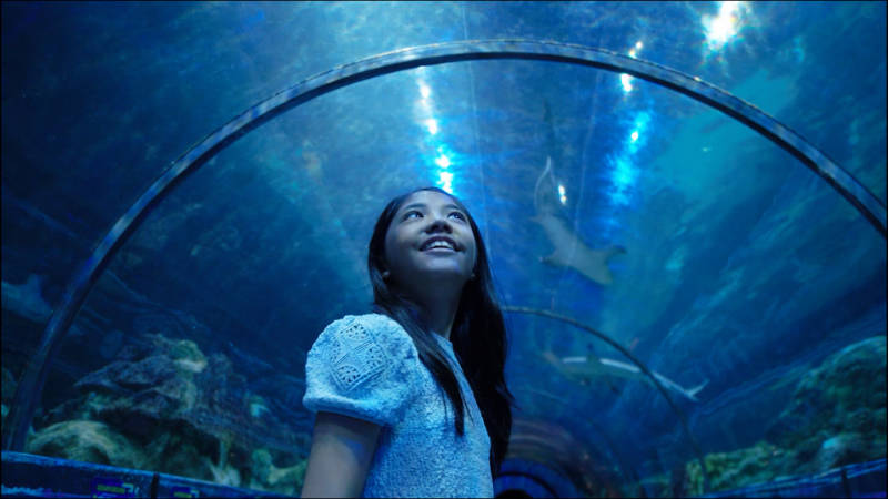picture of girl in shark tunnel at All-New Shark Encounter at SeaWorld San Diego