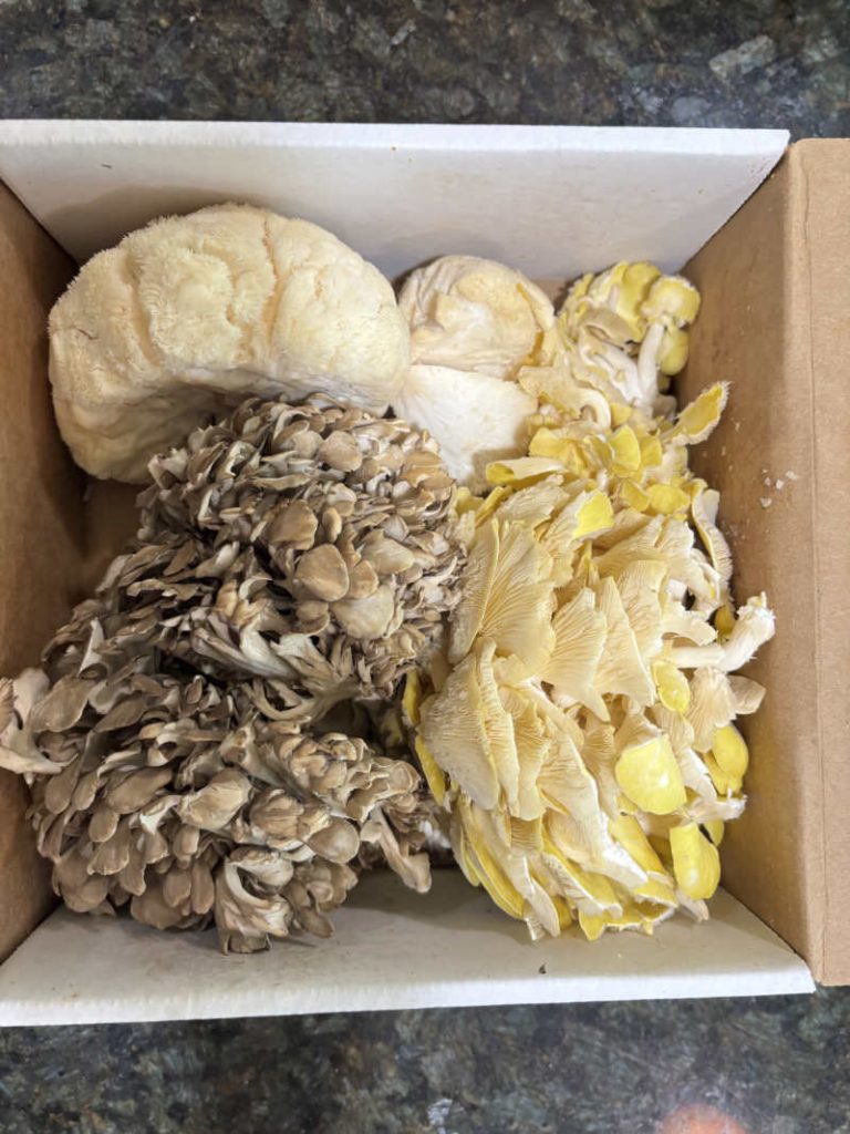 Caputo & Guest Wood-Fired Pizza Mix Maitake Hen of the Woods, Lions Mane, and Golden Oyster Mushrooms