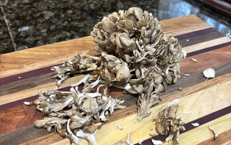 Maitake (hen of the woods) mushrooms.