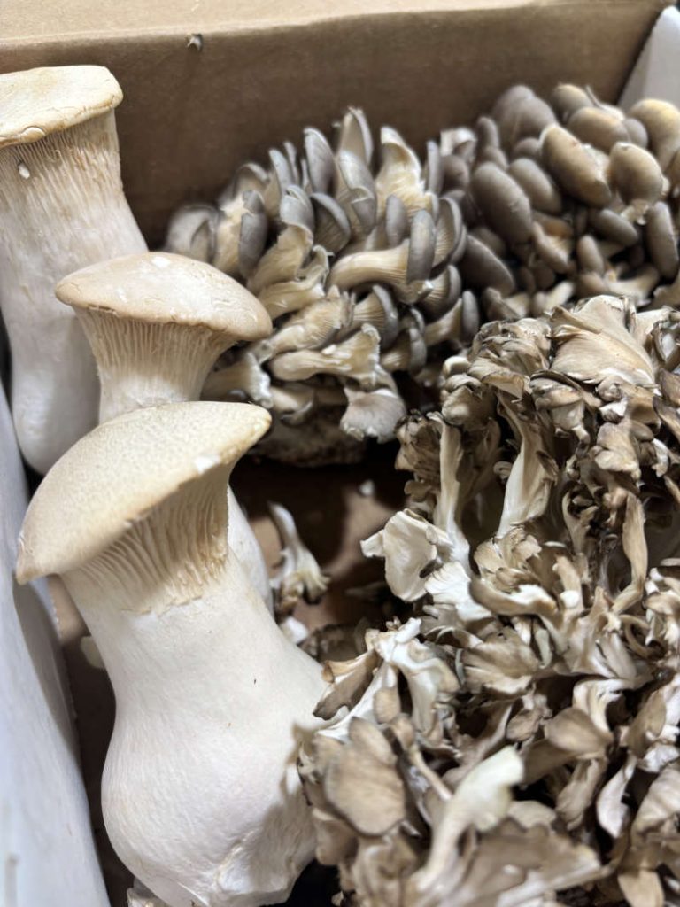 Steakhouse Mix: Royal Trumpet Maitake Hen of the Woods and Pearl Oyster