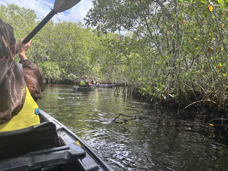 people in kayaks going on Adventure Paddle Tours Manatees and Mangrove Tunnels tour Review
