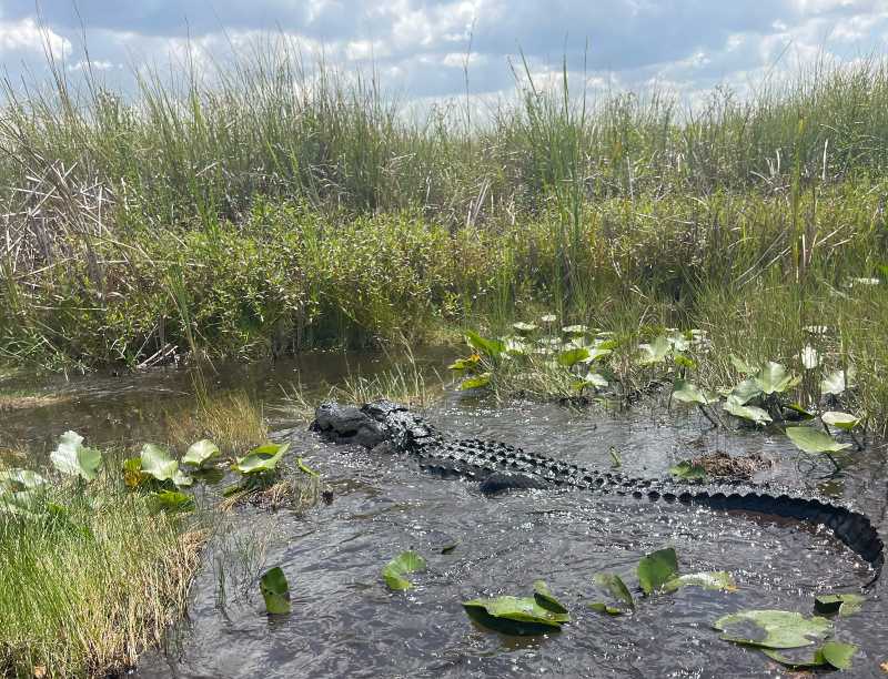 Large alligator on Buffalo Tiger Airboat Tours - best airboat tour in Everglades to see alligators!