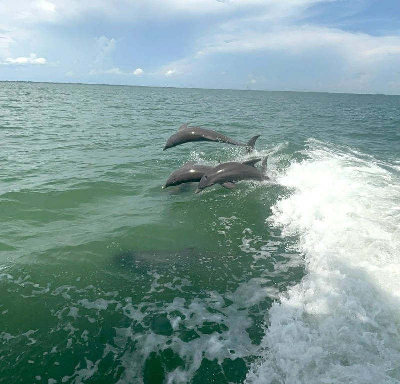 Dolphins swimming alongside Captiva Cruises Dolphin & Wildlife Cruise